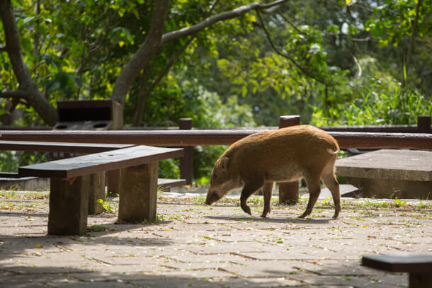 Wild boar appeared, please do not feed them