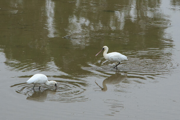 Black-faced Spoonbill foraging in Sheung Yue River in mid-March
