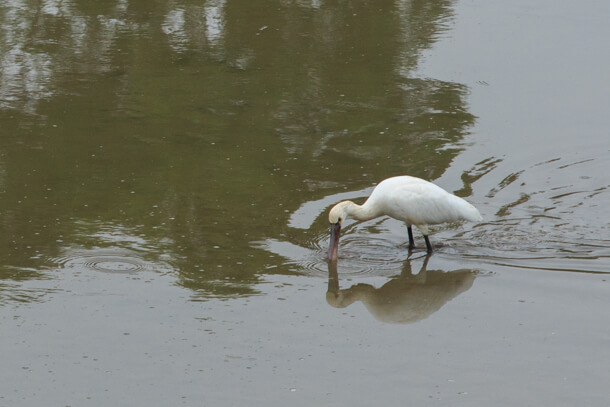 Eurasian Spoonbill also appeared, which is rare wanderer to Hong Kong