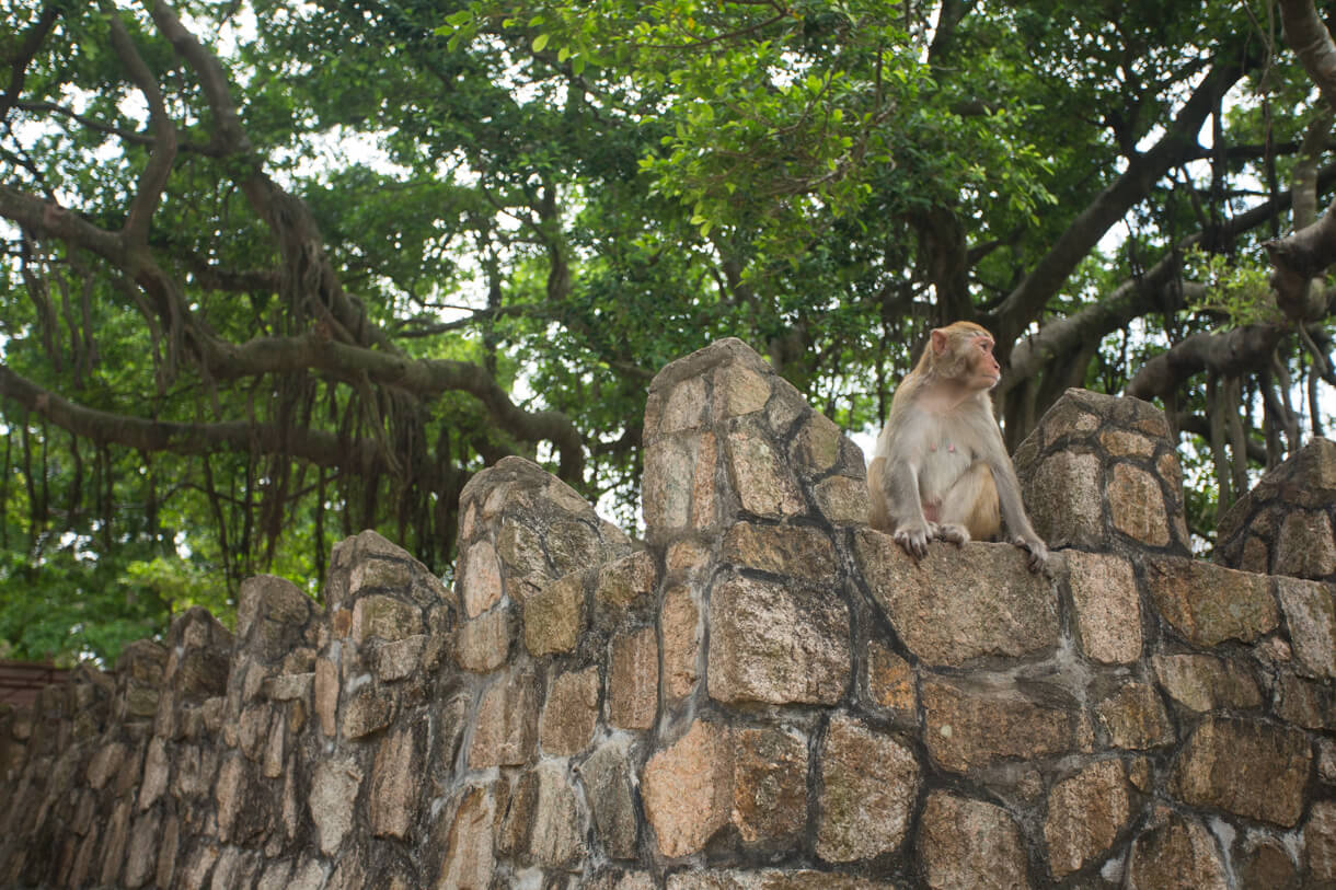 Macaques inhabit the reservoir area 