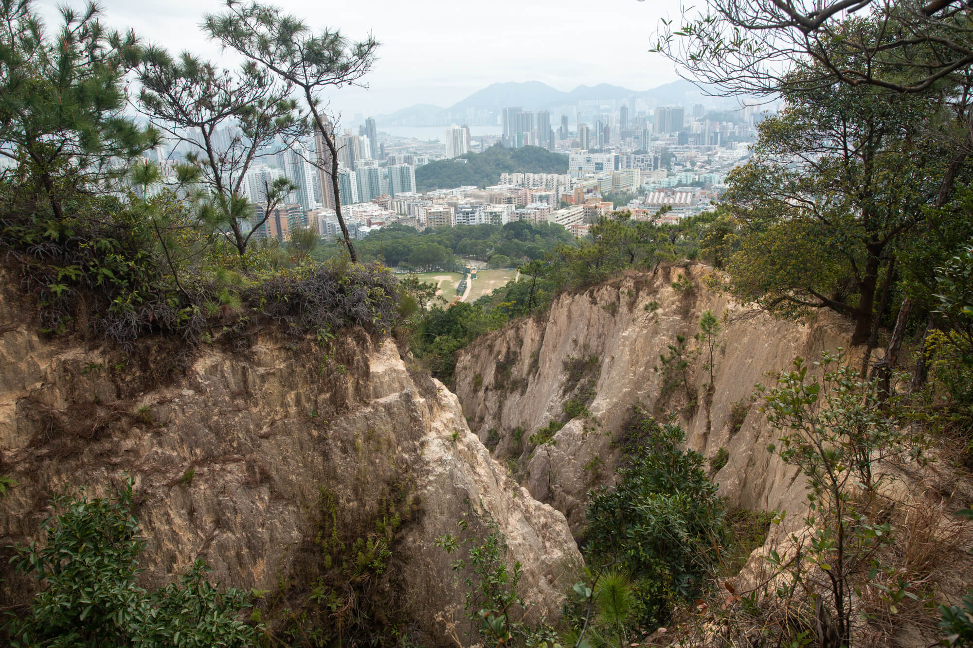 松樹在劣地上生長