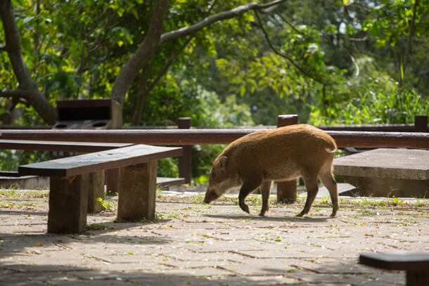 野豬出沒，請勿餵食