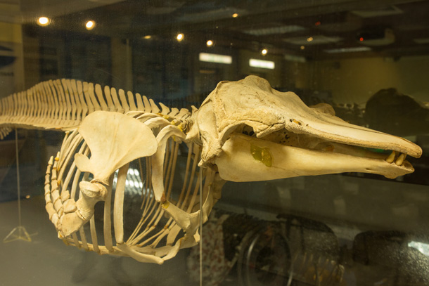 中心內展出的海豚骨骼標本
