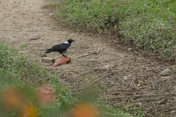 Collared Crow