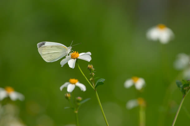 Indian Cabbage White