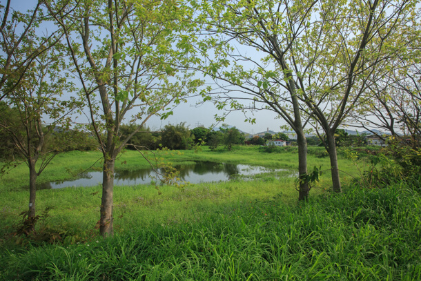 A small pond