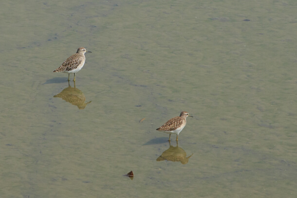 Wood Sandpiper