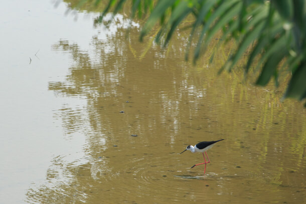 Black-winged Stilt