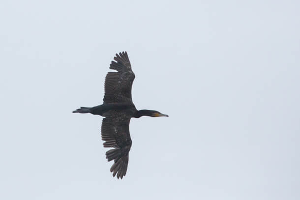 Great Cormorant