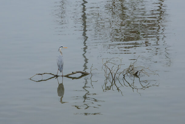 Grey Heron