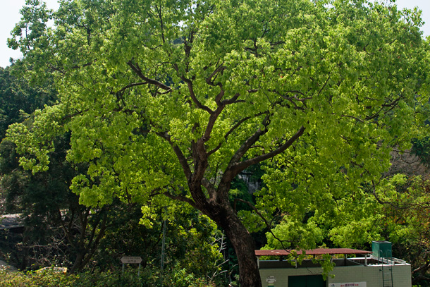 Flourishing trees