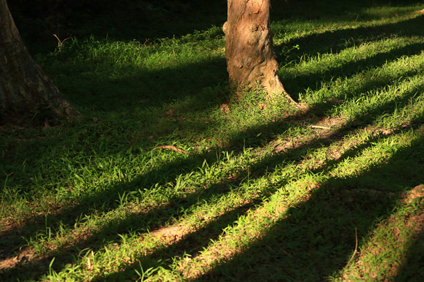 Tree shadow