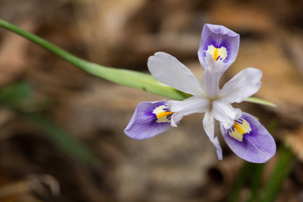 小花鳶尾