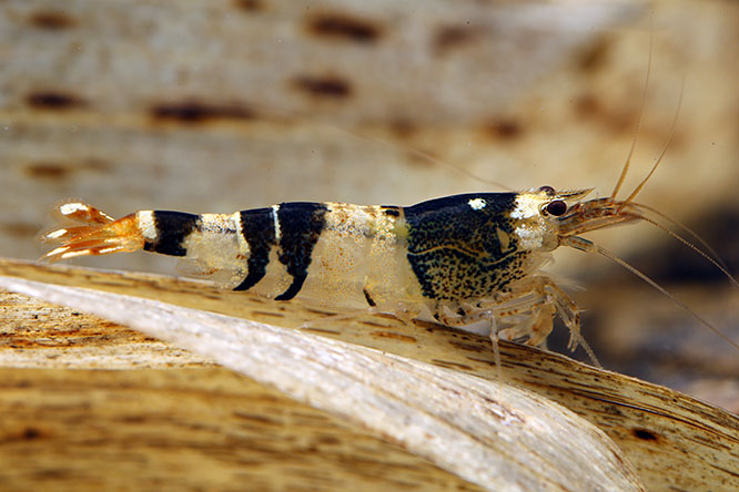 Caridina logemanni （圖片由漁農自然護理署提供）