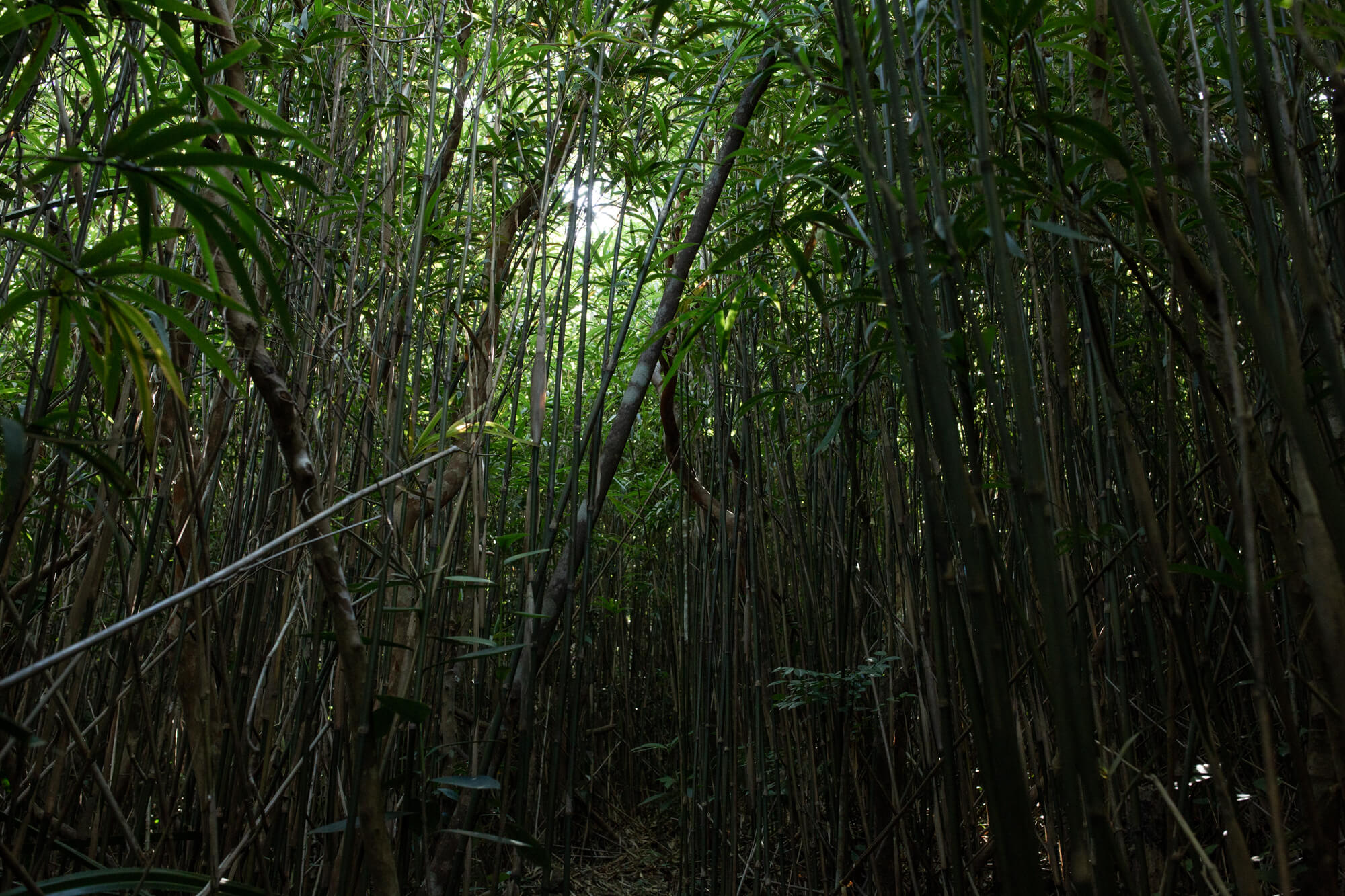 再鑽進竹林