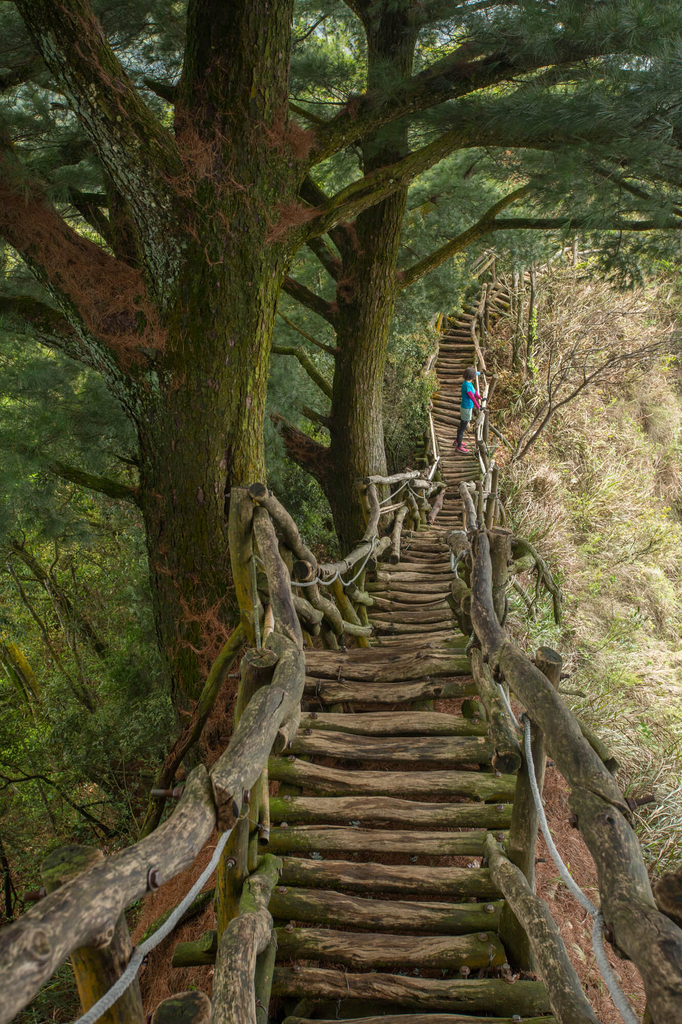 大坑步道最美路段