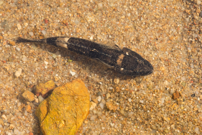 雙斑砂鰕虎魚