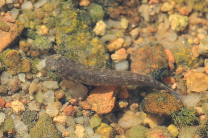 阿部鯔鰕虎魚