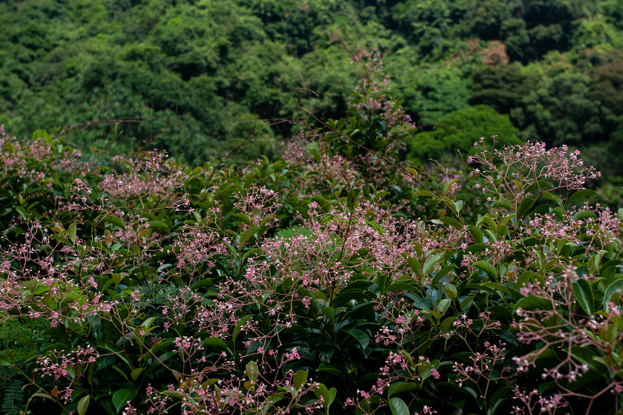 奇力山山腰不知名的紫色花