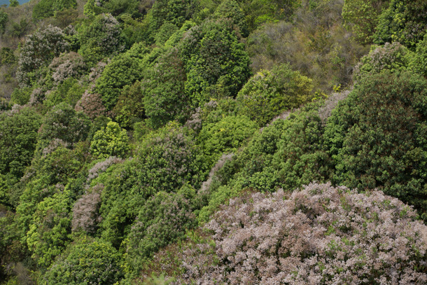 春花開了