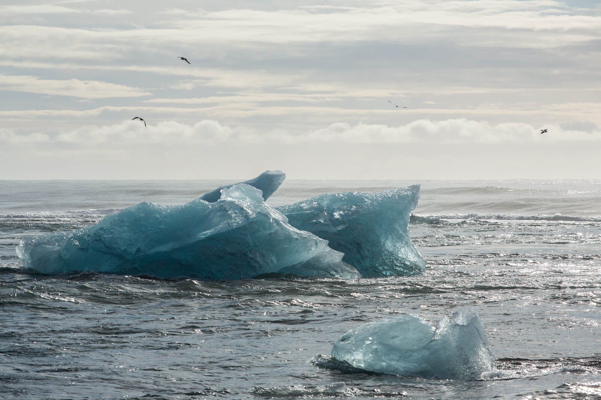 海鳥在冰山上空盤旋