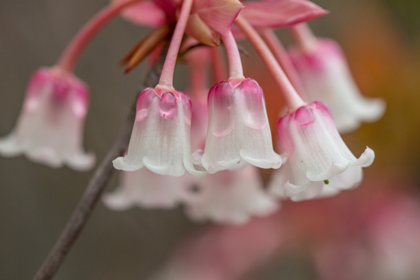 小花聚生在一起