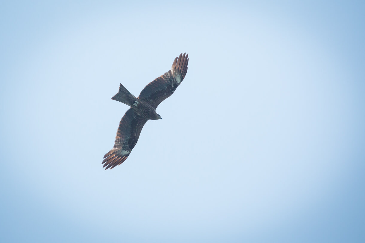 黑鳶