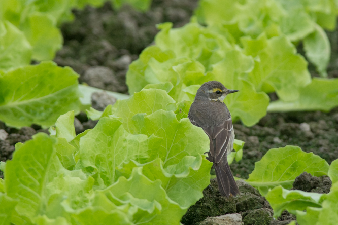 黃鶺鴒在生菜田上覓食