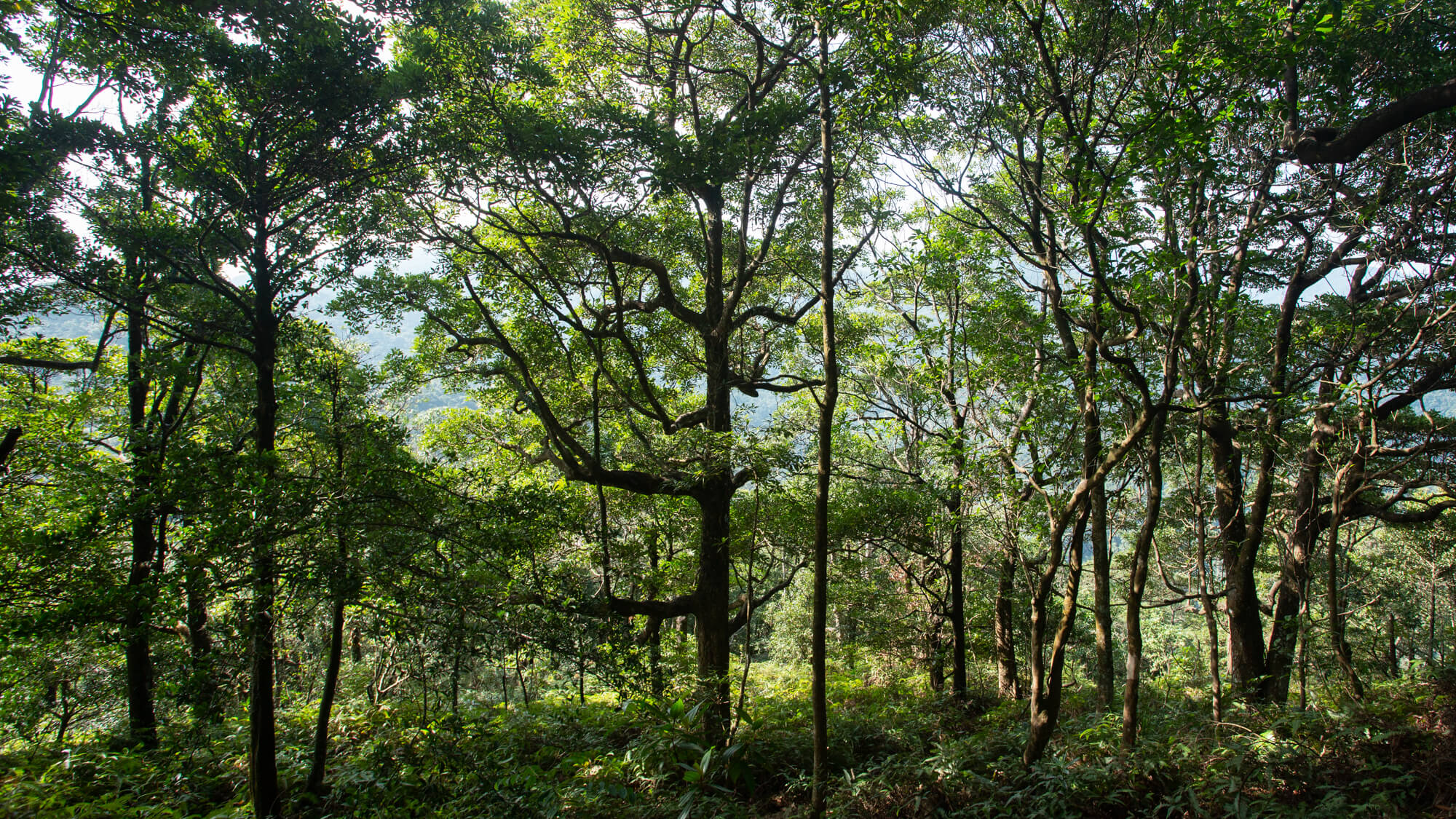 鹿山行山路線