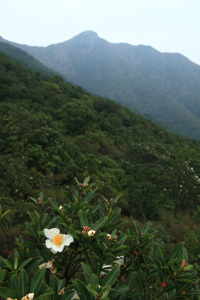 山上的大頭茶