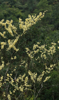 獅子山郊野公園