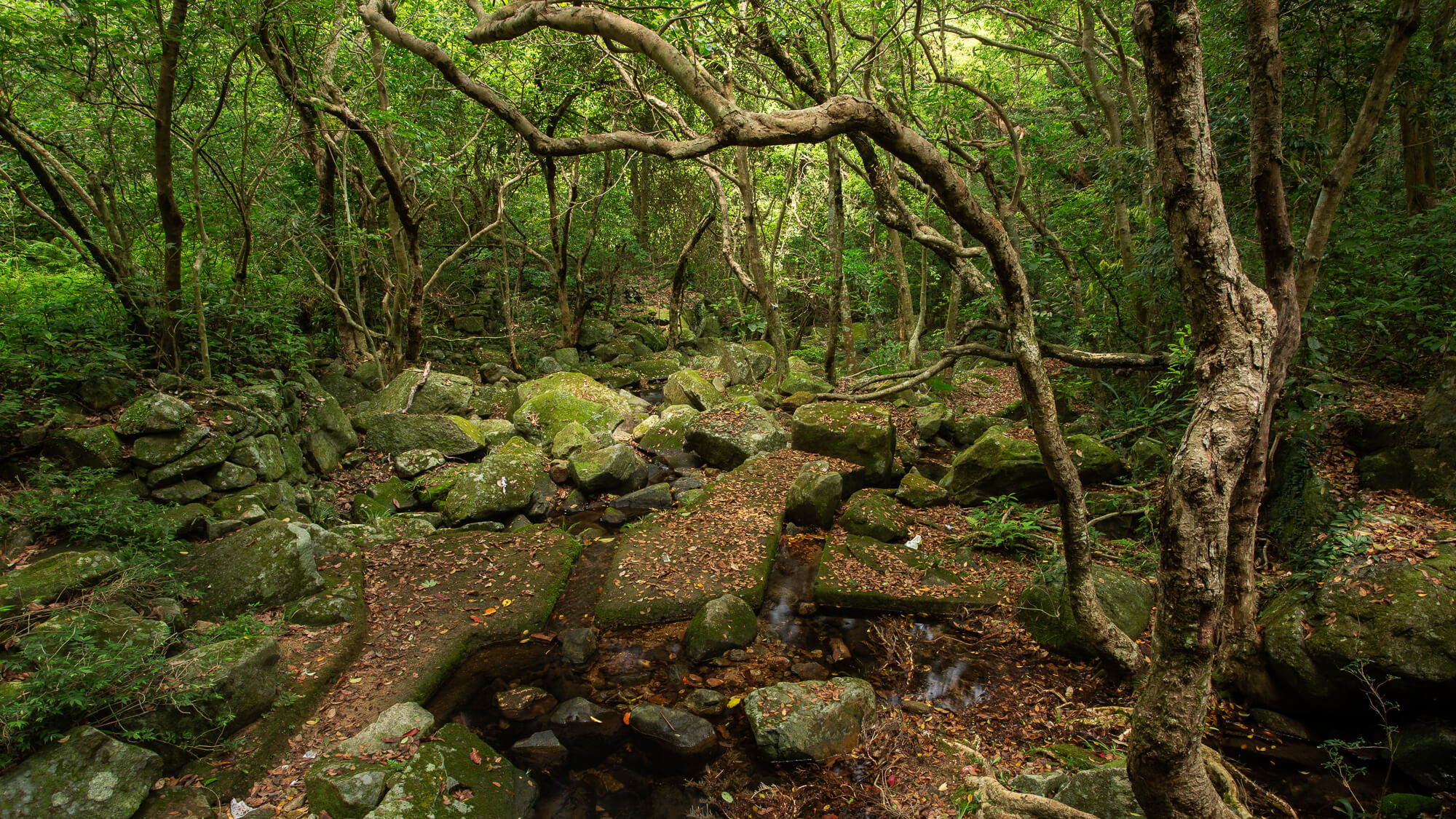 茅坪古道