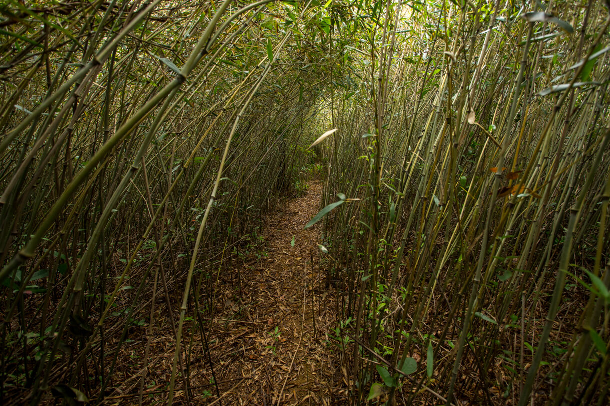 穿越小竹林道