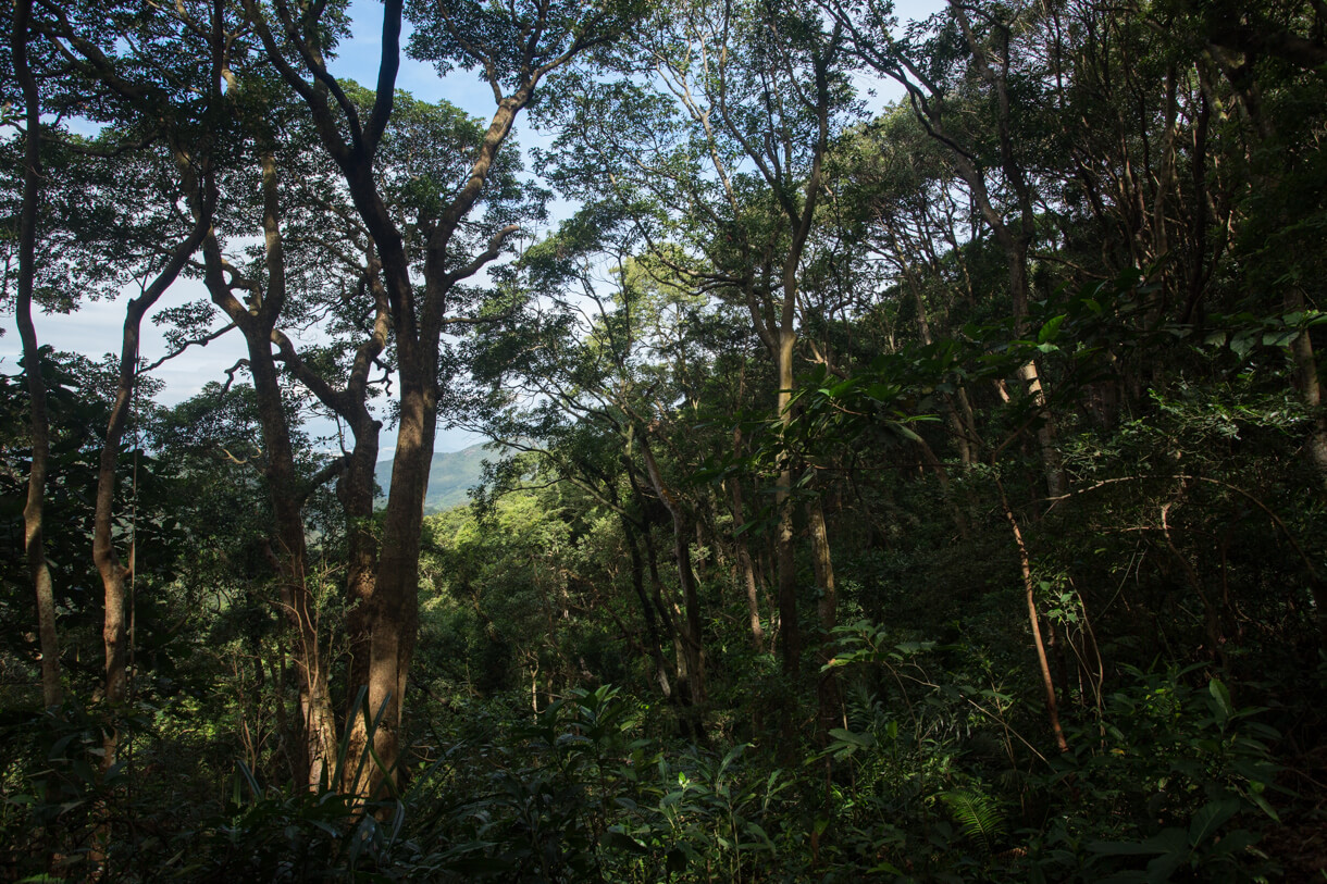 返回麥理浩徑