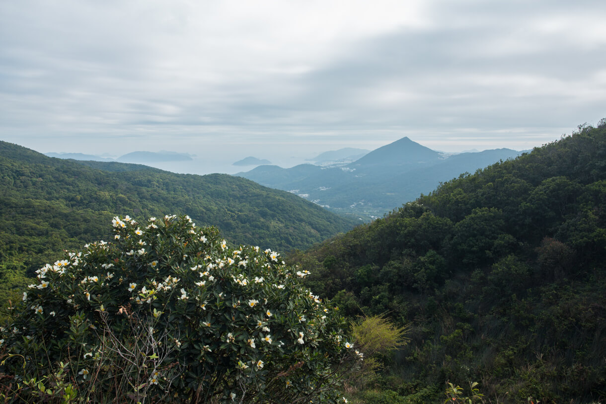 鷓鴣山