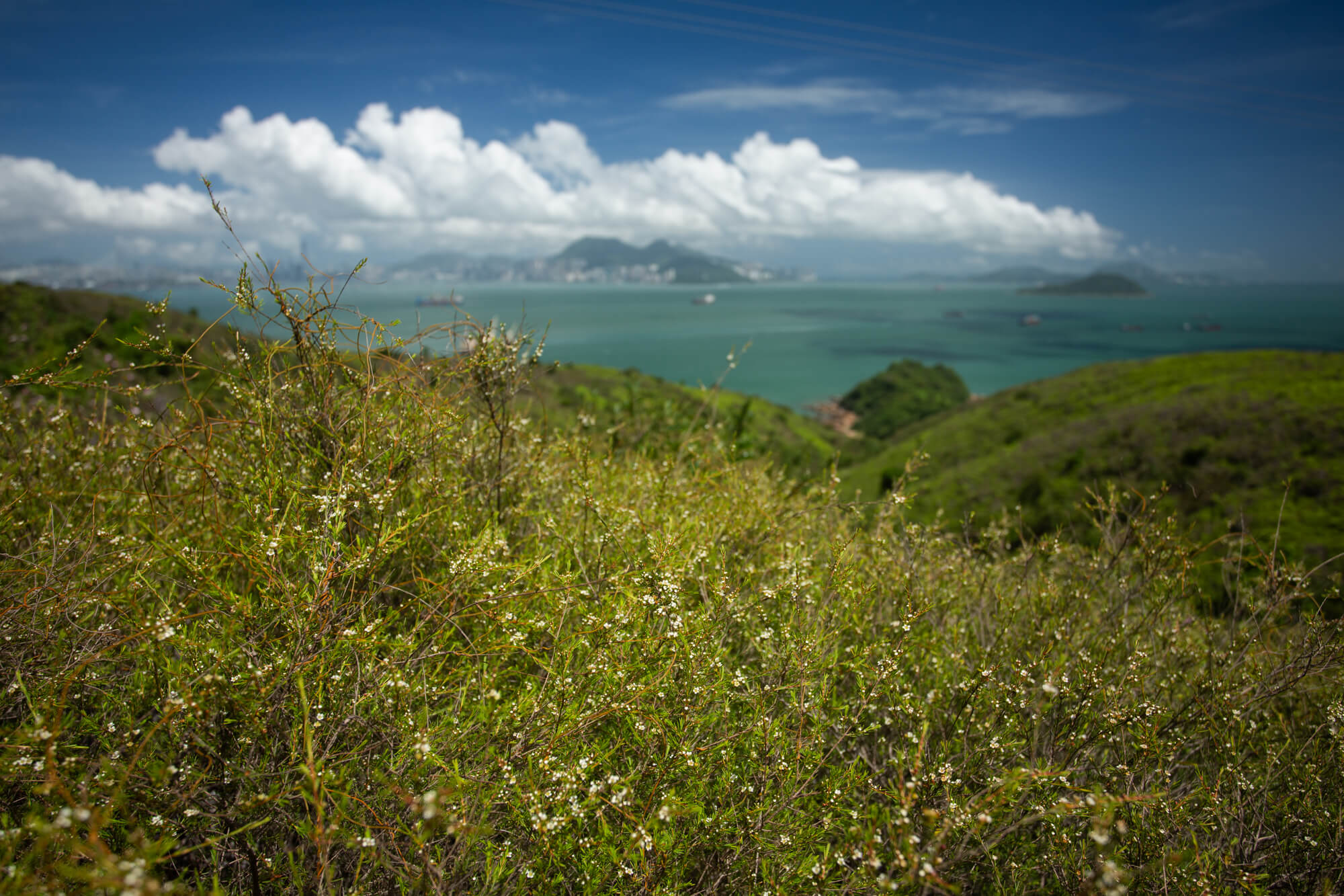 路上長滿崗松