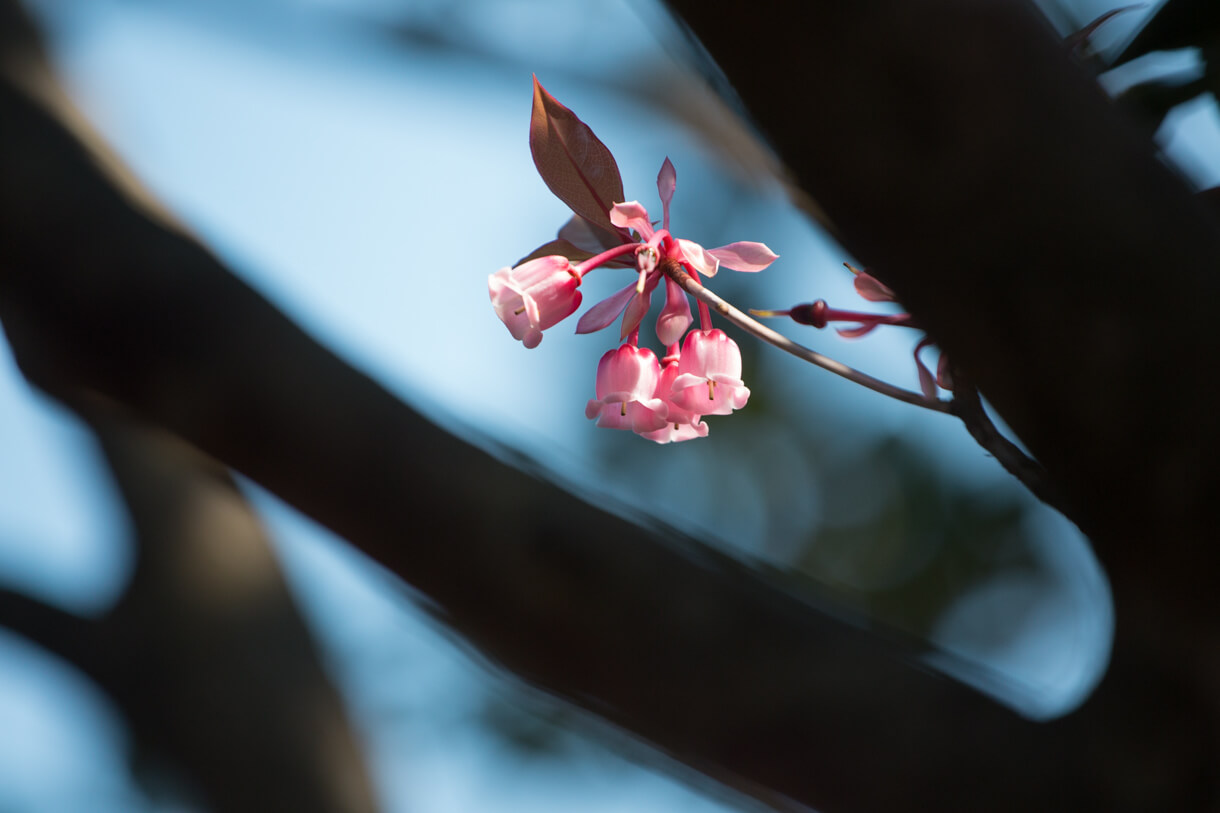 路上有不少吊鐘花