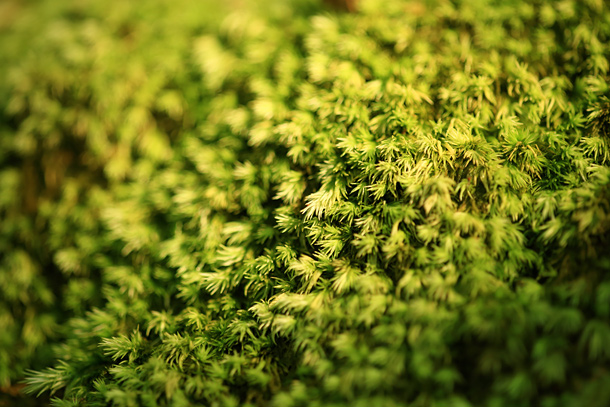 地毯般的苔蘚植物