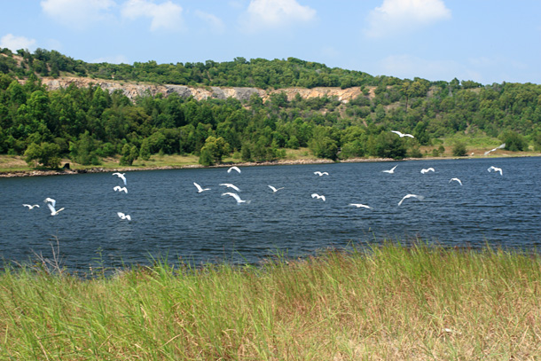 在湖中聚集的鷺鳥被我們嚇飛