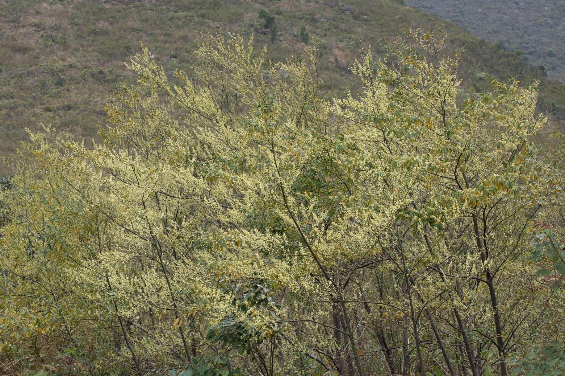 平頂坳