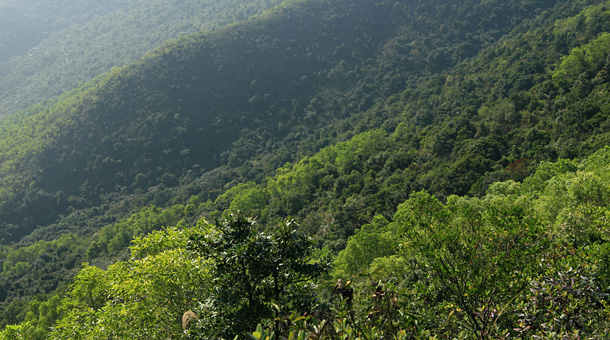 鷓鴣山之西坡