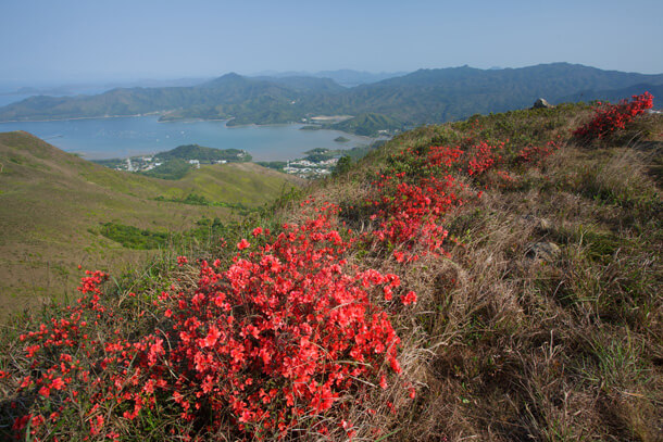 紅花嶺