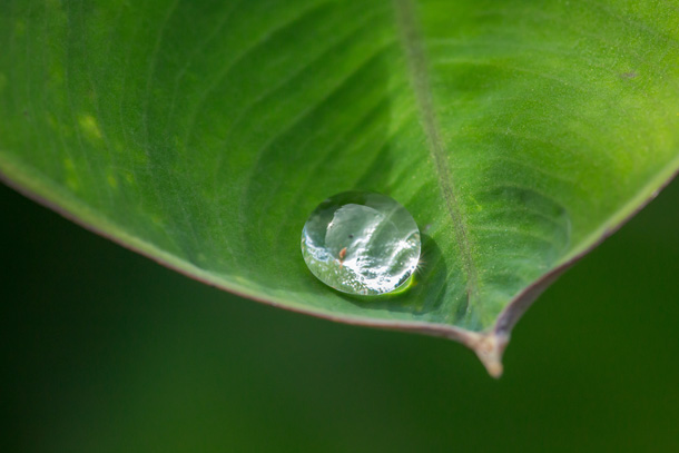 露水成珠