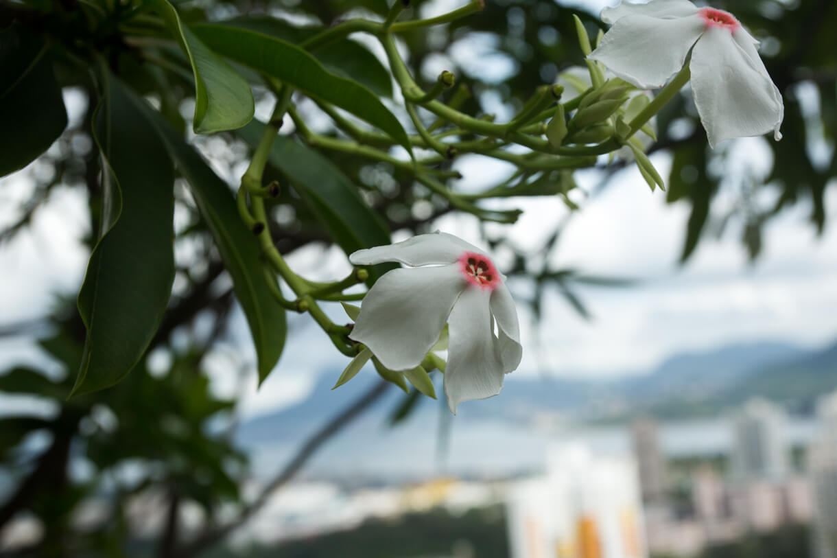 海芒果