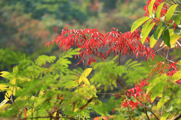 山坡上的紅霞