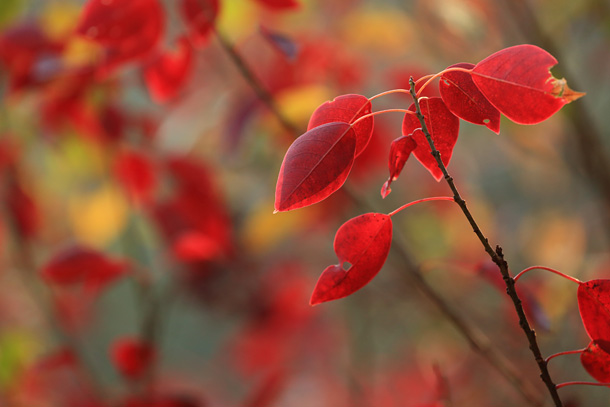 另一種紅葉植物──烏桕