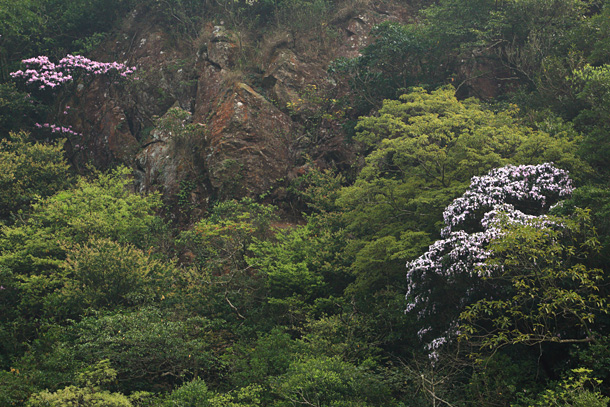 山崖上的野杜鵑