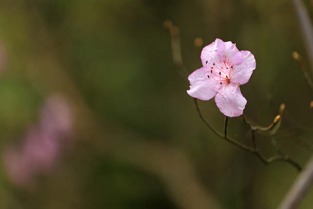 較常見的華麗杜鵑