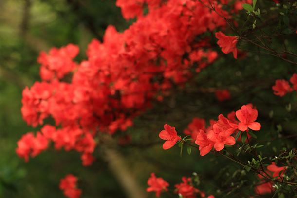 紅杜鵑