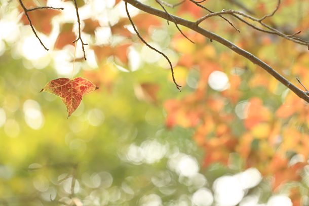 紅葉不大起眼